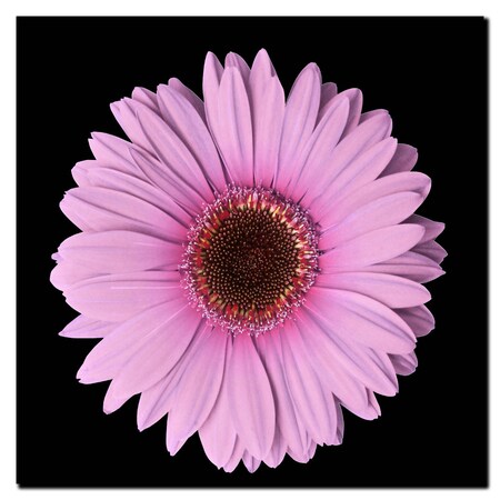 Trademark Fine Art 'Pink Gerber Daisy' Canvas Art, 14x14 GDI-C1414GG